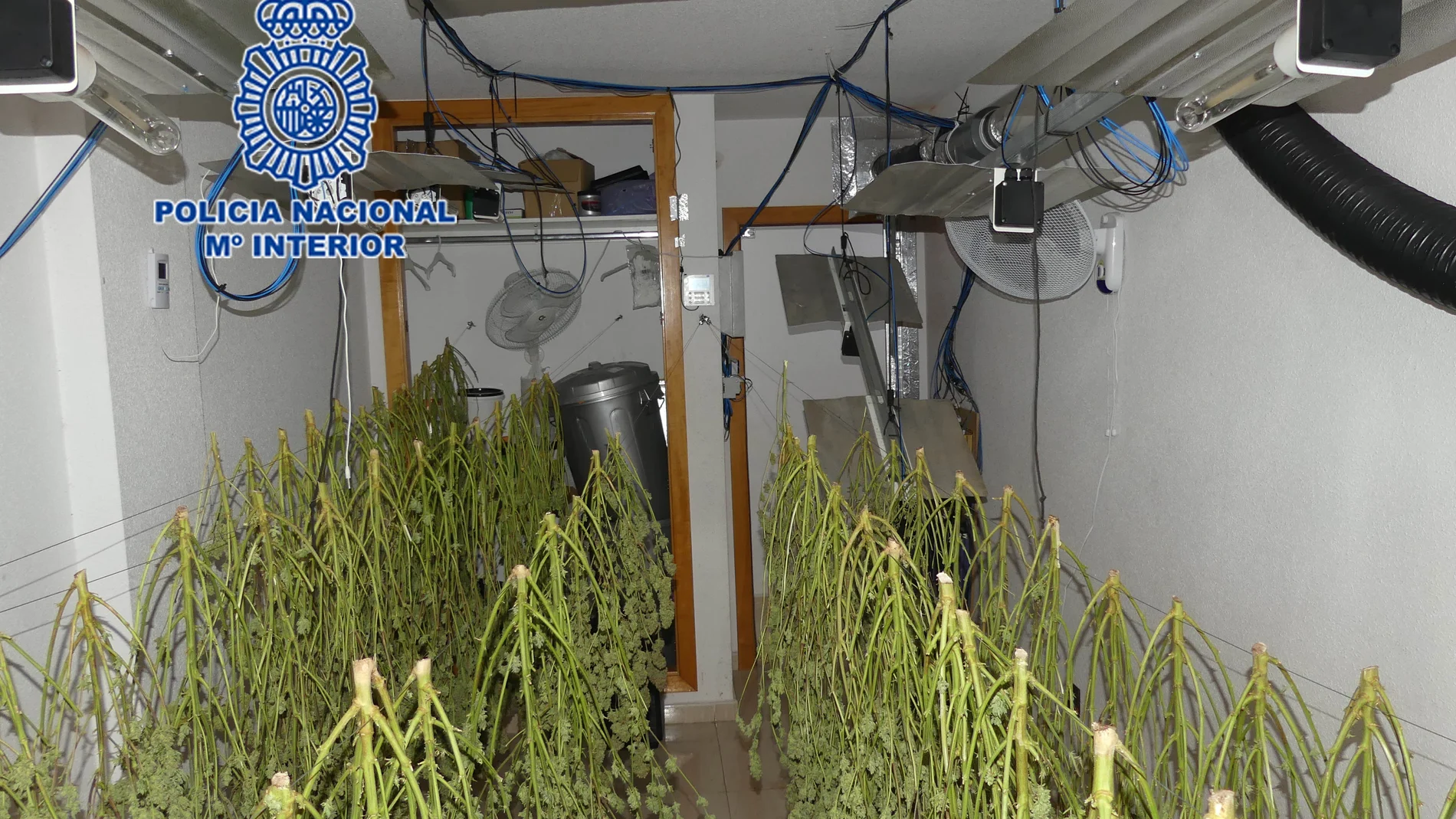 Imagen de más de un centenar de plantas de marihuana colgando para secar