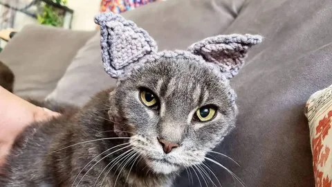 @nora.no.ears