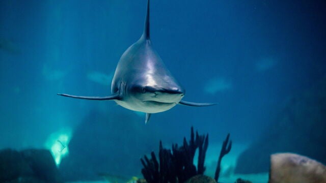 Imagen de archivo de un tiburón