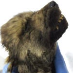 Imagen de los restos de Dogor, un cachorro de lobo de 18.000 años procedente de Yakutia (Rusia), que se incluyó en el estudio dirigida por el Instituto Francis Crick (Reino Unido), con participación española y que publica Nature