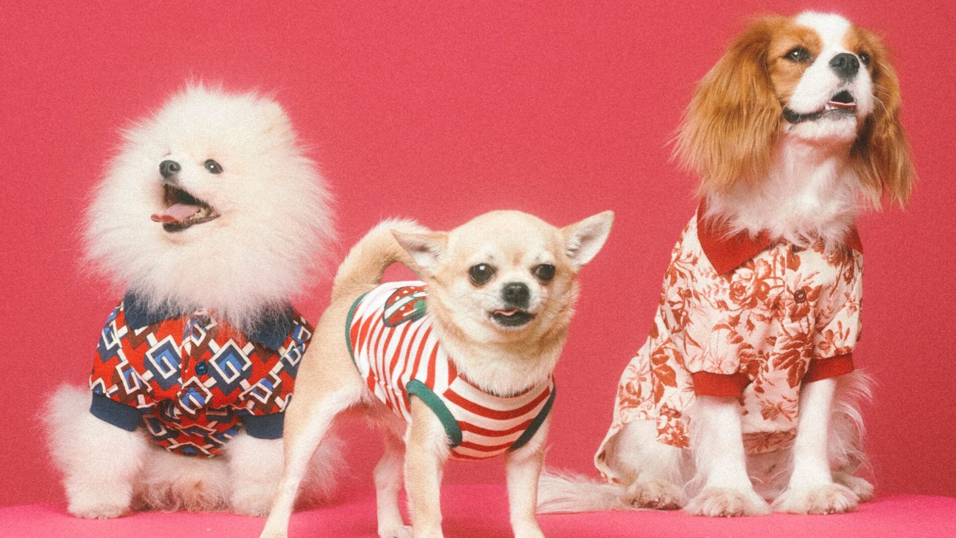 Las mascotas se acostumbran al lujo nace Gucci Pet