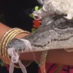 El cocodrilo vestido de novia en México