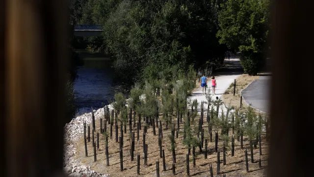 El Ayuntamiento de Madrid planta 90.620 árboles, un 12% más de los  derribados por Filomena