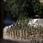 Una de las parcelas en las que el Ayuntamiento de Madrid ha plantado nuevos árboles dentro del Parque Lineal del Manzanares