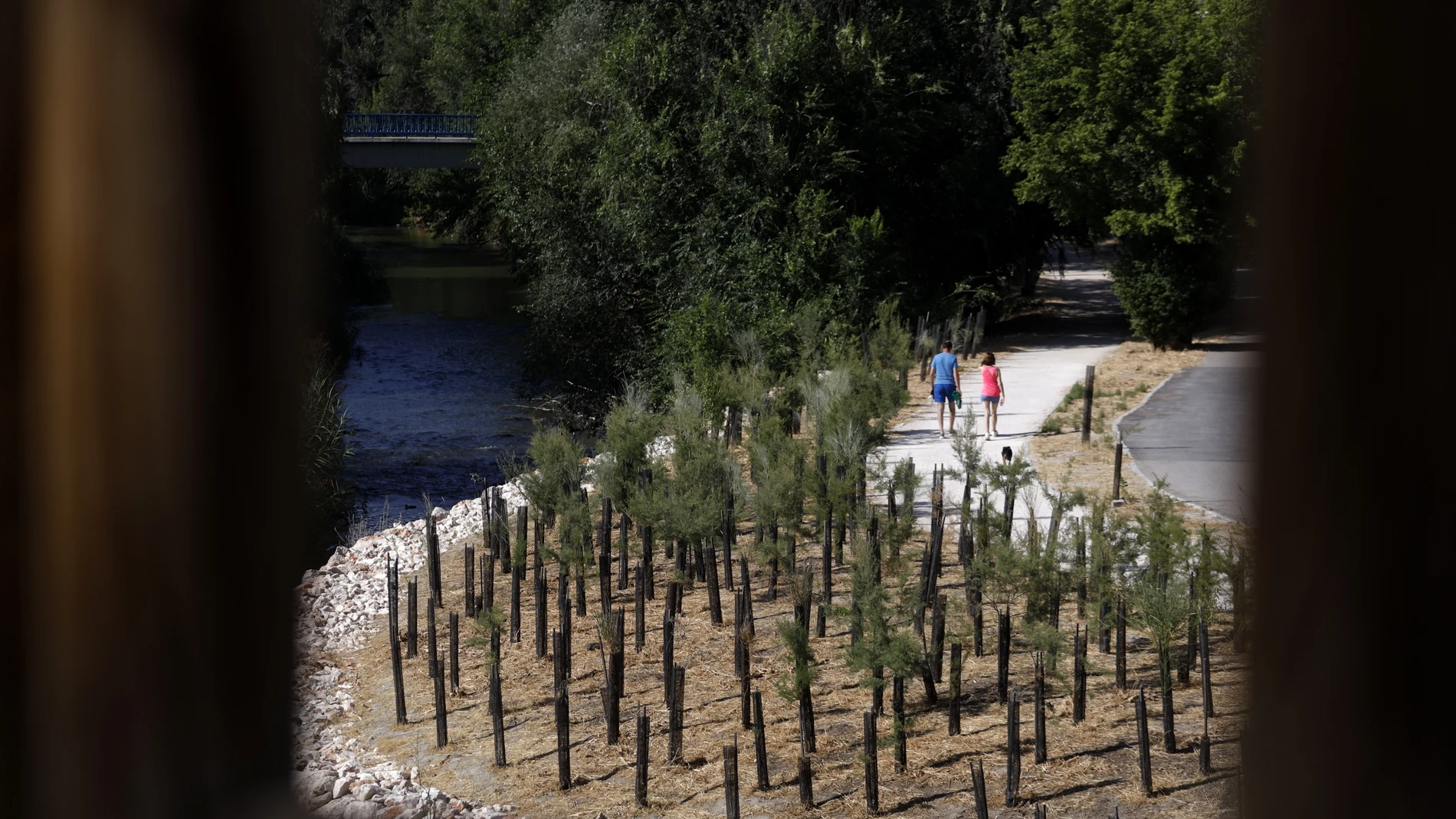 Una de las parcelas en las que el Ayuntamiento de Madrid ha plantado nuevos árboles dentro del Parque Lineal del Manzanares