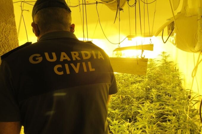 Plantación de marihuana intervenida por la Guardia Civil. GUARDIA CIVIL