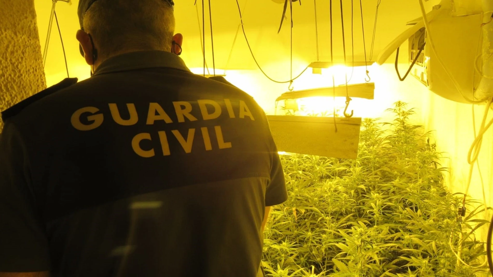 Plantación de marihuana intervenida por la Guardia Civil. GUARDIA CIVIL