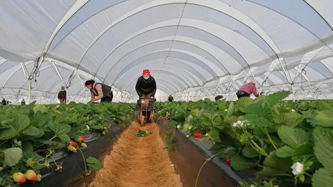 Recogida de la fresa y los frutos rojos