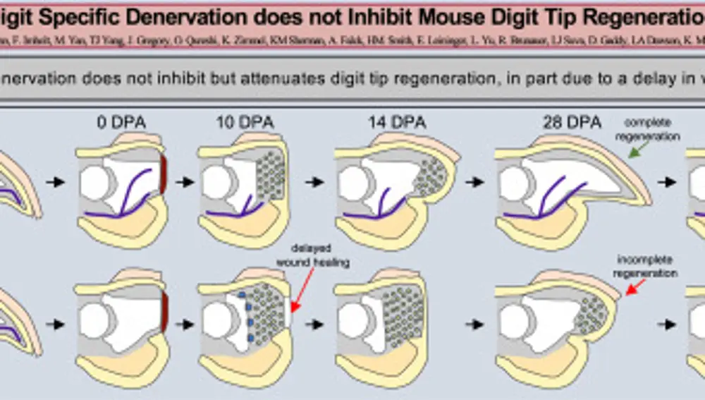 Proceso de regeneración en ratones