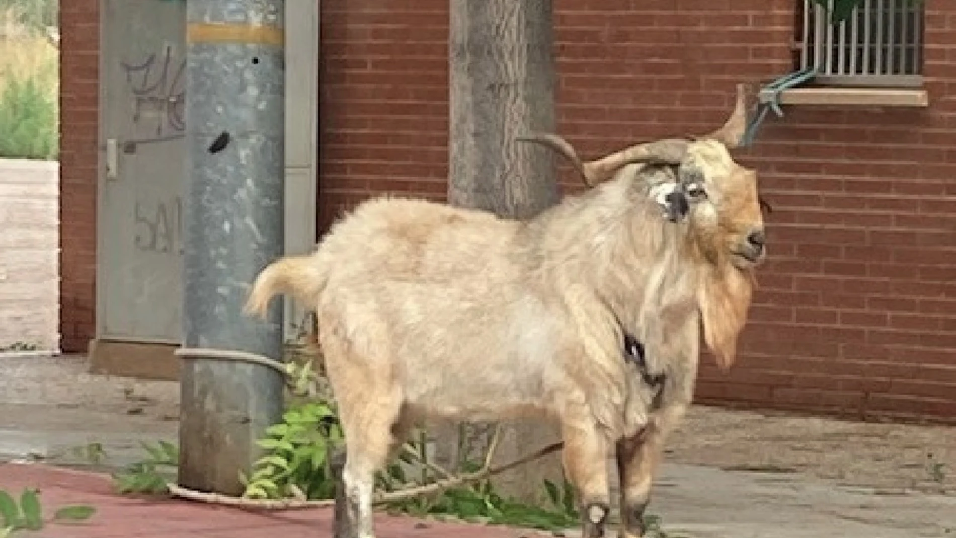 Dotación de la Policía Local de la pedanía murciana de La Alberca rescata una cabra atada a una farola
