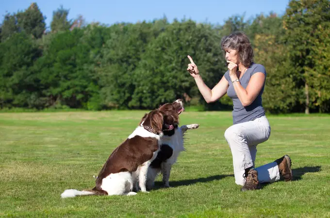 Los seis pasos para conseguir que un perro obedezca órdenes