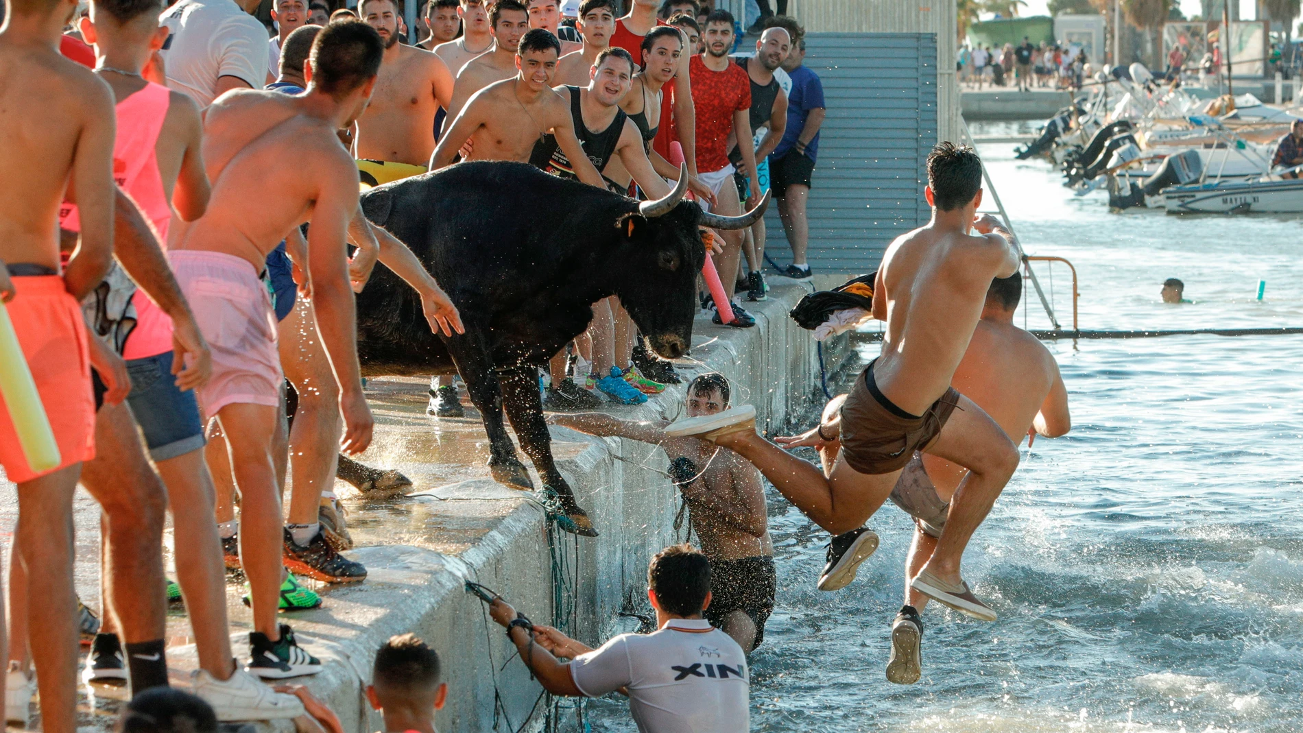 Varios jóvenes saltan al agua en la localidad alicantina de Denia, donde se celebran los tradicionles "Bous a la mar" .