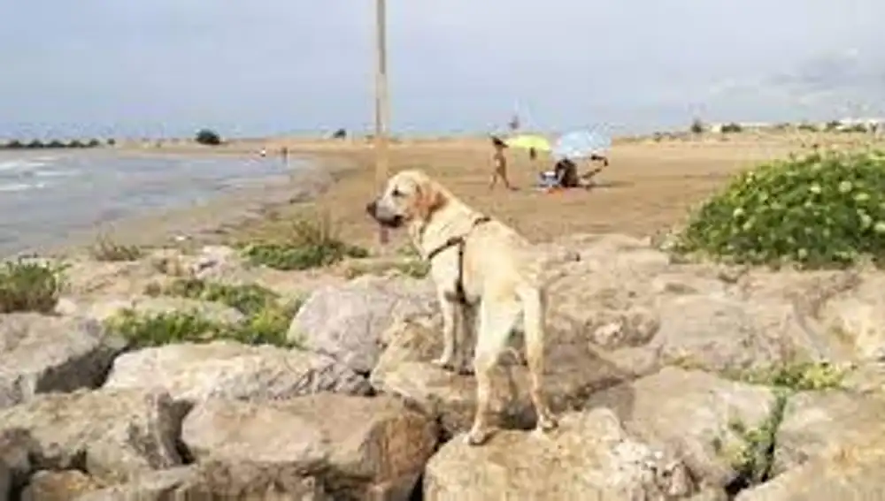 Un perro en la playa de Las Salinas