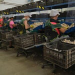 Varias personas trabajan con los ajos morados en la planta de envasado y tratamiento