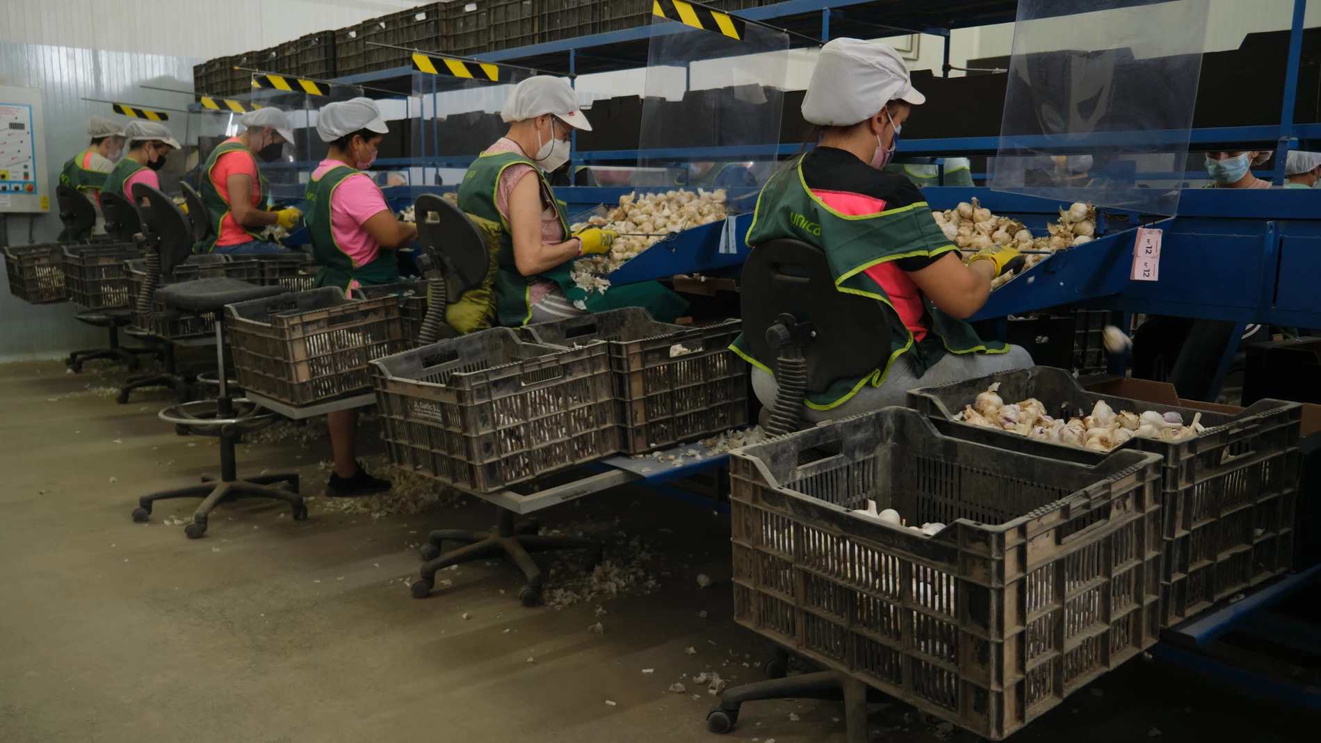 Varias personas trabajan con los ajos morados en la planta de envasado y tratamiento