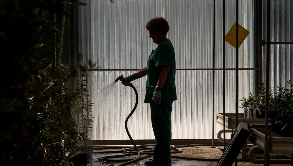 En la imagen, riego de los cultivos que se guardan en el invernadero. EFE / Rafa Alcaide