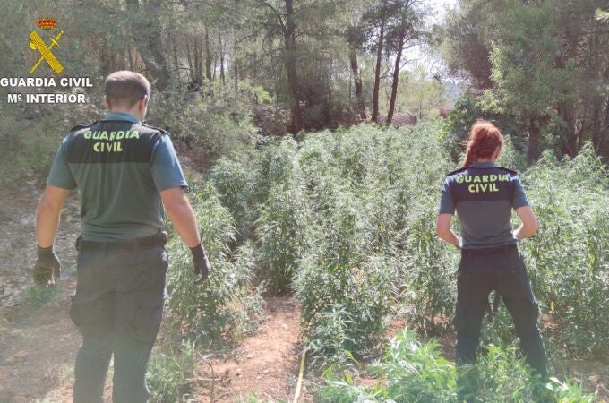 Agentes de la Guardia Civil inspeccionan el huerto de marihuana intervenido