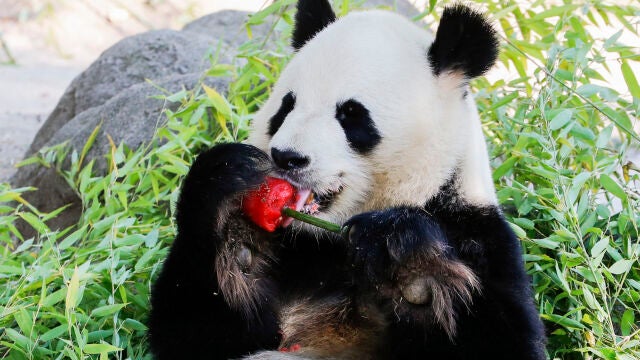 -FOTODELDÍA- MADRID, 13/07/2022.- Un oso panda se deleita con un helado de sandía y bambú para refrescarse en el zoo de Madrid durante la ola de calor que sufre el país. EFE/ Luis Millán