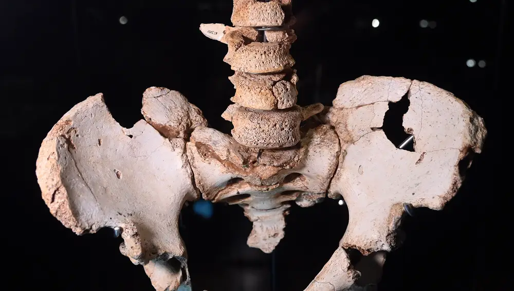 Las cinco vértebras lumbares asociadas a la pelvis Elvis ya se pueden ver en el Museo de la Evolución Humana