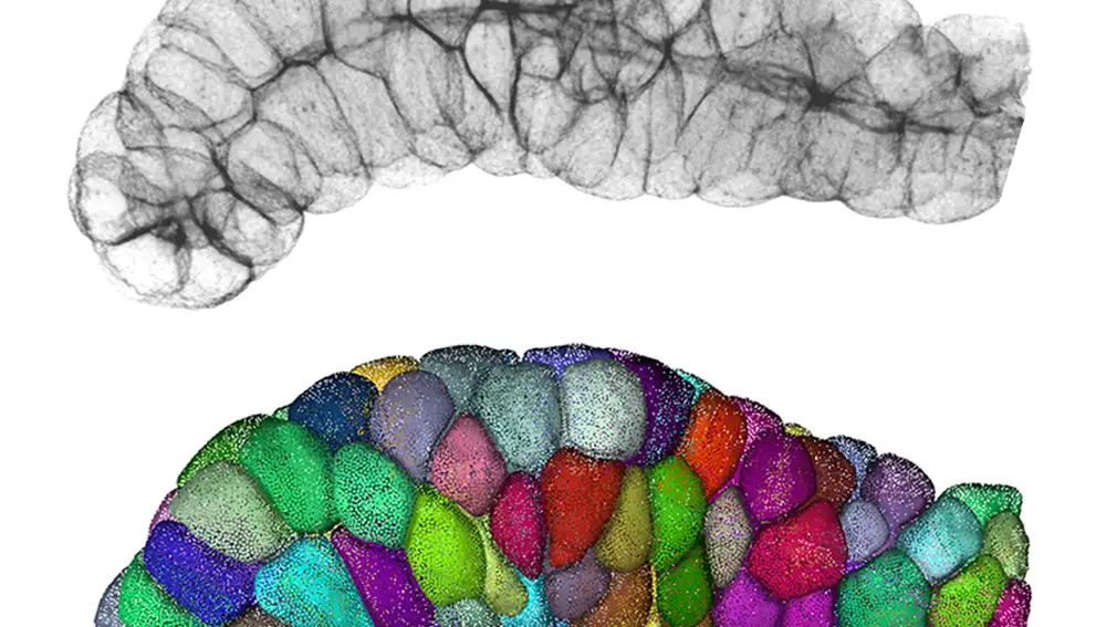 Células con forma de escutoide formando la glándula salival de una mosca.