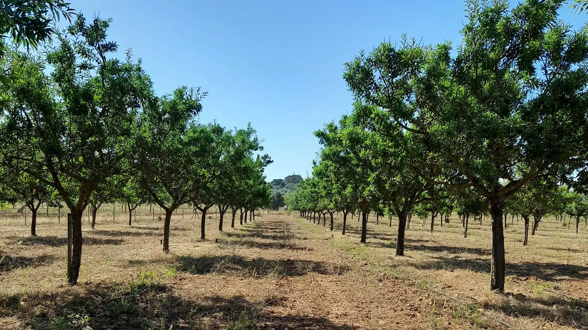 Sensatio® es la primera solución natural, a base de aceite esencial de eucalipto, para luchar contra el ‘ébola del olivo’