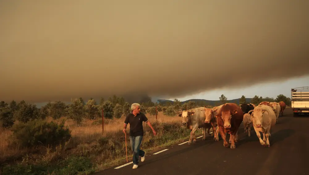 El avance del incendio forestal de Monsagro obliga al desalojo de Guadapero y Morasverdes (Salamanca)