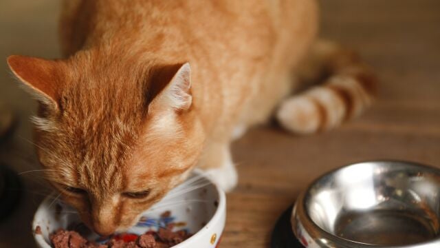 Gato comiendo comida del tazón