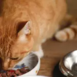 Gato comiendo comida del tazón