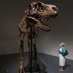 Fósil de Gorgosaurus a subasta.