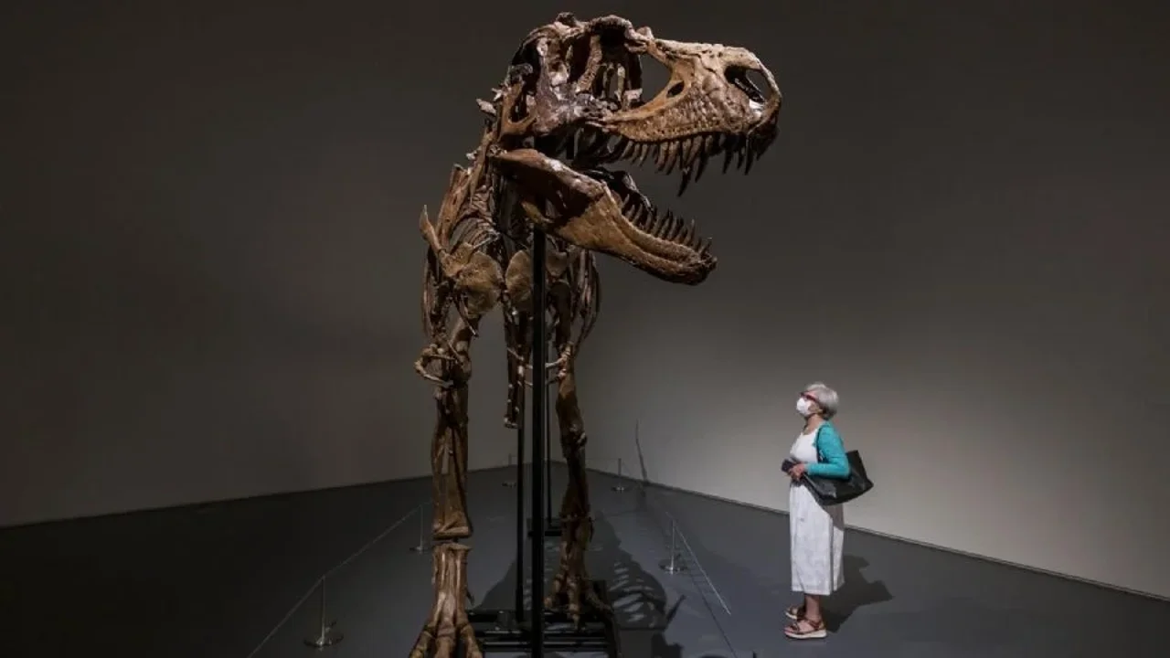 A subasta el esqueleto de un dinosaurio de hace 77 millones de años