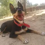 Lola espera ser adoptada desde el Centro de Protección Animal del Ayuntamiento de Madrid CENTRO DE PROTECCIÓN ANIMAL 18/07/2022
