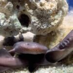 Crías de tiburones nodriza de cola corta