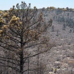 Zona afectada por el incendio declarado el sábado en Cebreros (Ávila) que ha quemado más de 3.000 hectáreas.