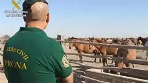 Agente del Seprona. Europa Press/Guardia Civil. (Archivo)