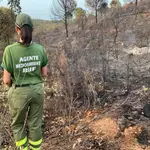 Una agente del Infoca inspecciona el terreno quemado por el incendio forestal que se ha iniciado este jueves en Aznalcóllar (Sevilla). EFE/Fermín Cabanillas