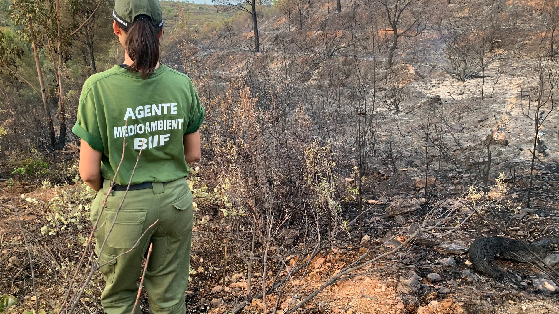 Una agente del Infoca inspecciona el terreno quemado por el incendio forestal que se ha iniciado este jueves en Aznalcóllar (Sevilla). EFE/Fermín Cabanillas