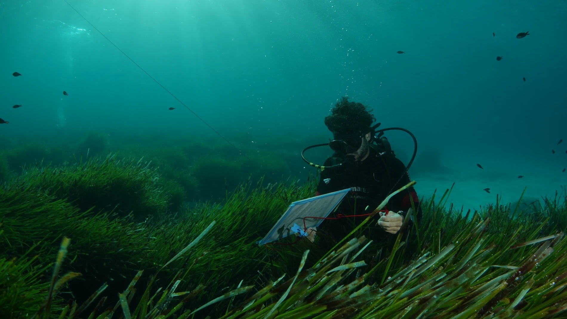 Inmersiones con vehículos submarinos y mediante buceo autónomo. IEO