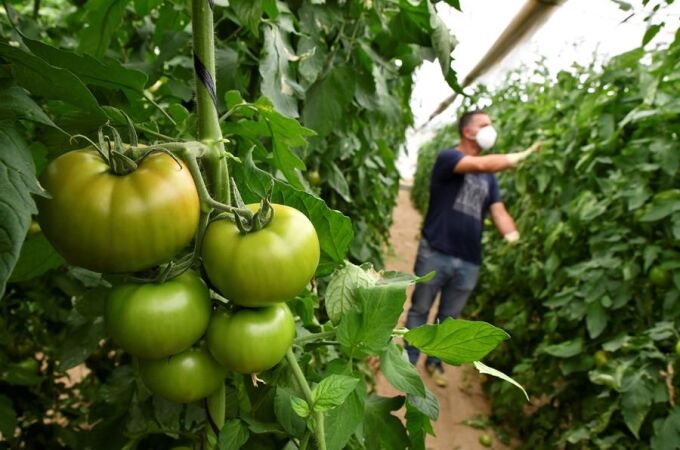 Invernadero de tomates en la provincia de Almería