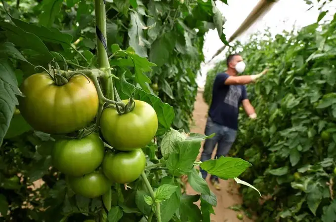 Un robot que cosecha tomates gracias a la IA