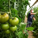 Invernadero de tomates en la provincia de Almería