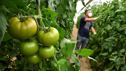 Invernadero de tomates en la provincia de Almería