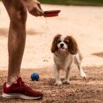 Un hombre da de beber agua a su perro en un parque del centro de Córdoba, este domingo
