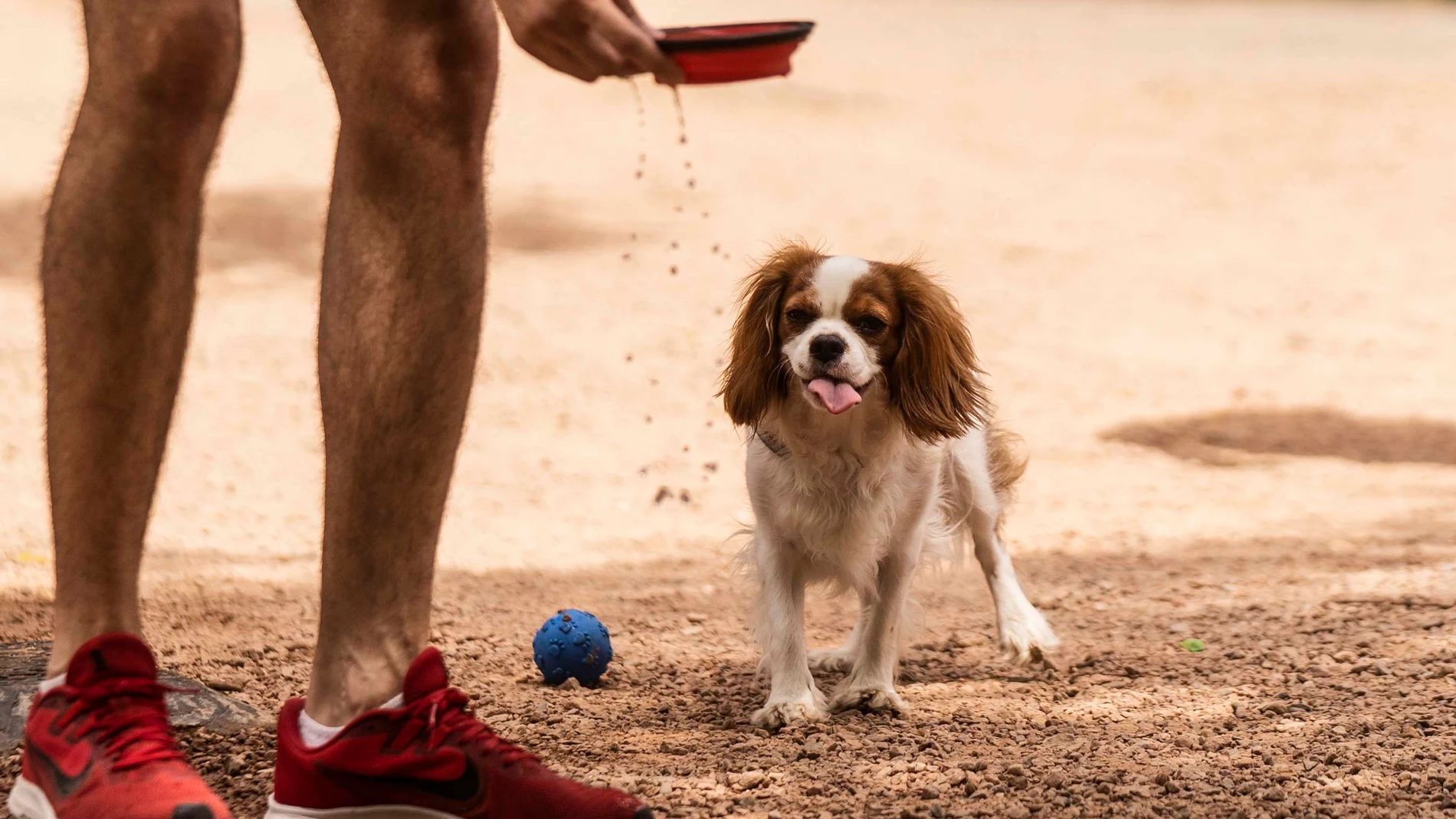 Un hombre da de beber agua a su perro en un parque del centro de Córdoba, este domingo