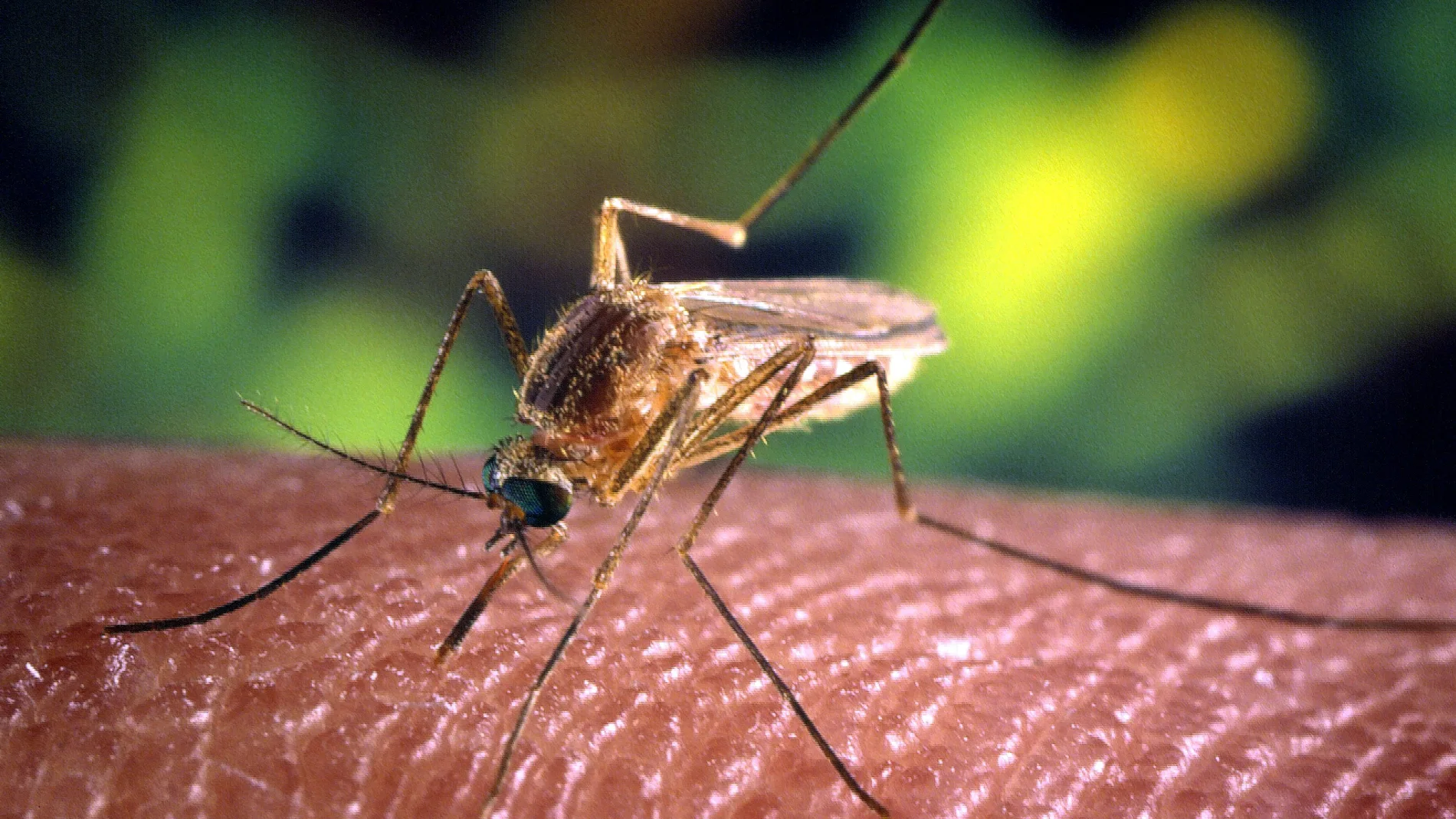 Un mosquito posado sobre la piel de una persona