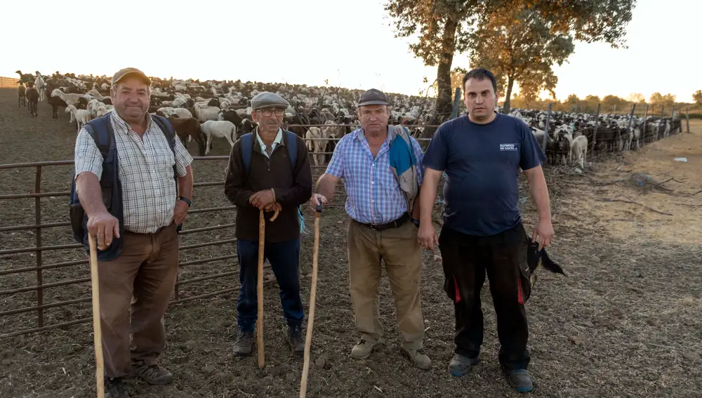 Traslado de 2000 ovejas desde Tábara a Fontanillas de Castro por falta de comida provocada por los incendios en la provincia de Zamora.