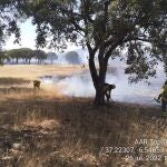 Bomberos forestales trabajan en el incendio forestal de Almonte (Huelva)