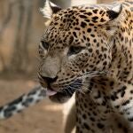 Muere Toñi, leopardo hembra de Sri Lanka que llevaba 17 años en Bioparc Fuengirola BIOPARC FUENGIROLA 27/07/2022