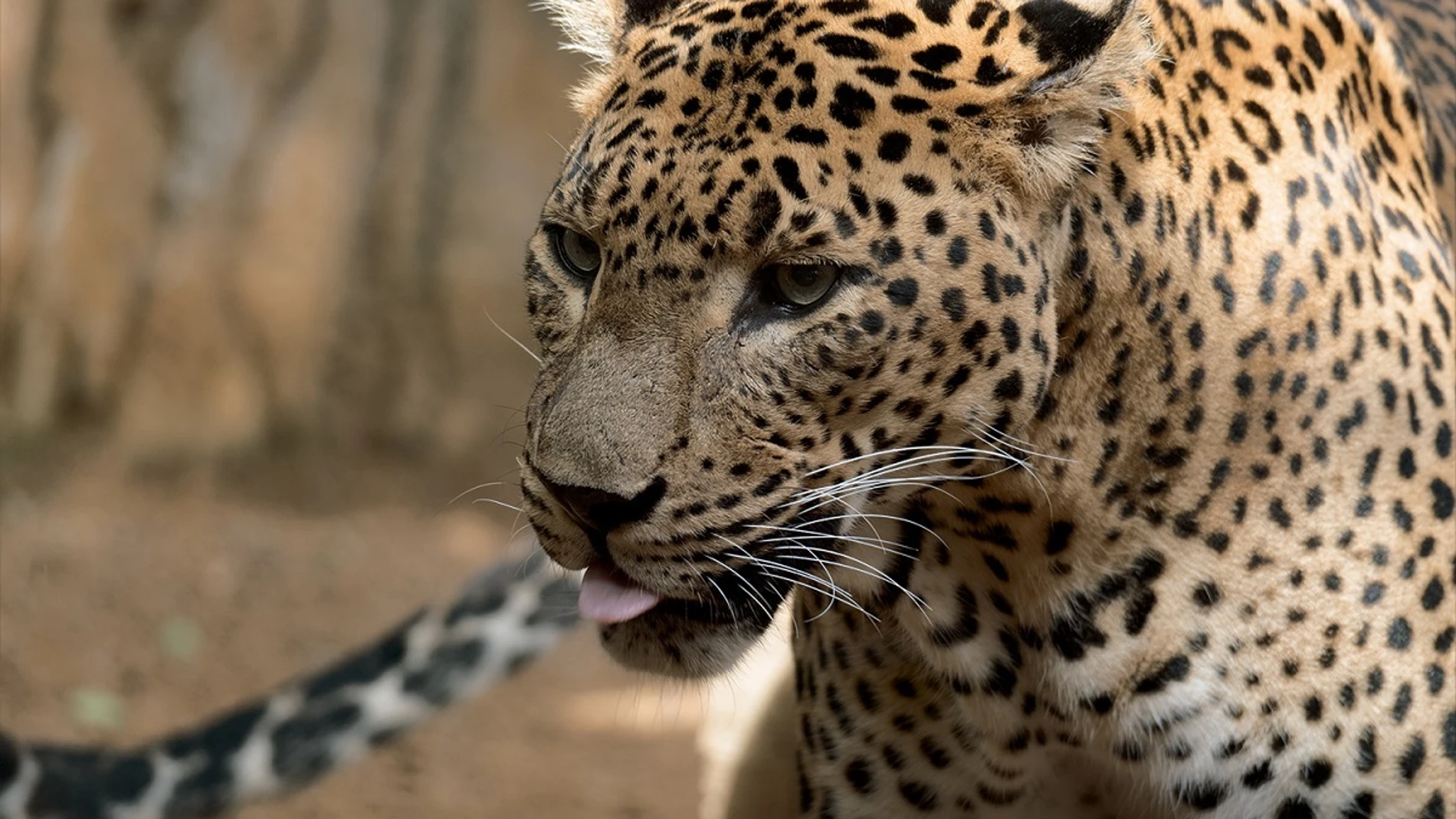Muere Toñi, leopardo hembra de Sri Lanka que llevaba 17 años en Bioparc Fuengirola BIOPARC FUENGIROLA 27/07/2022