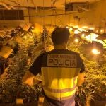 Imagen de la plantación de marihuana localizada en uno de los registros