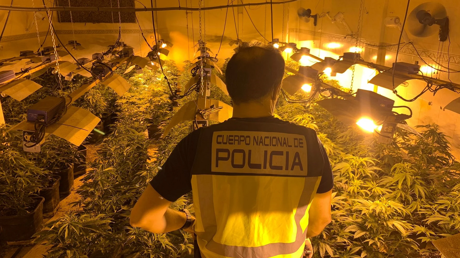 Imagen de la plantación de marihuana localizada en uno de los registros